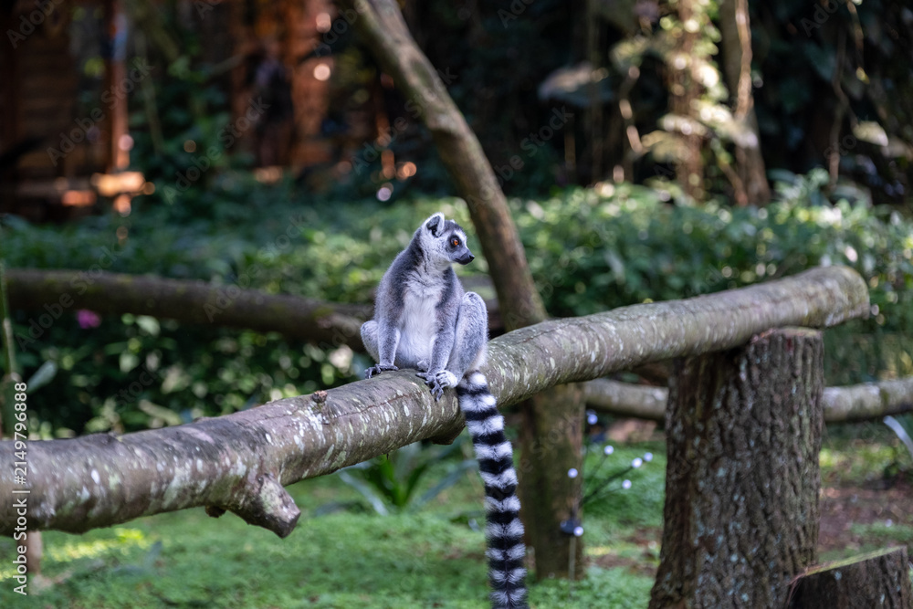 Naklejka premium Ring-tailed lemur resting on a moss-covered wooden rail in a lush forest setting, captured in soft natural daylight with a side profile and long striped tail creating a balanced composition.