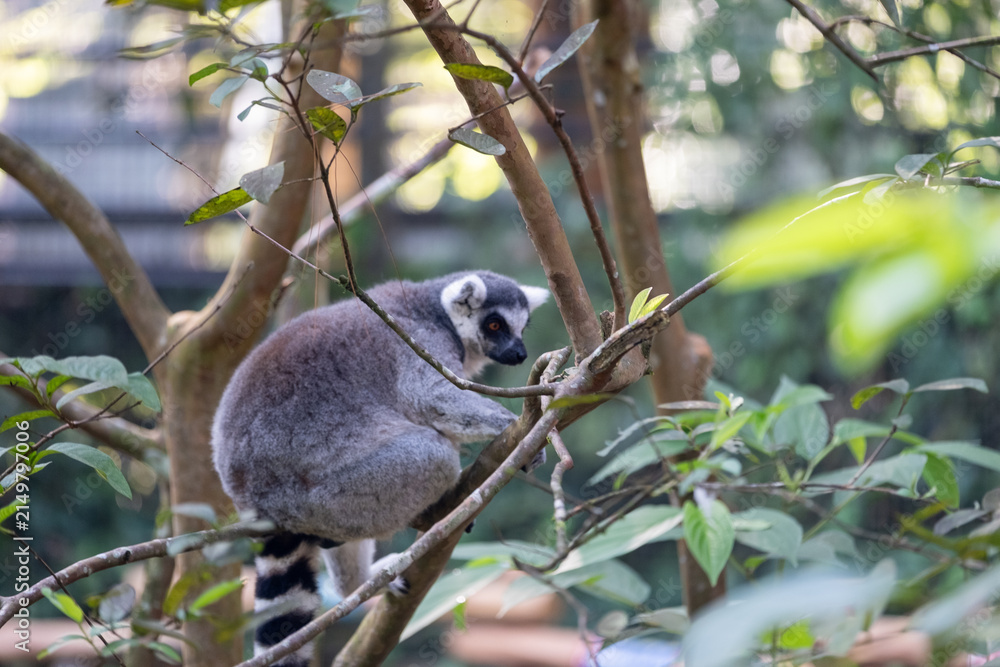 Naklejka premium Ring-tailed lemur perched on a tree branch amid lush green foliage, viewed from the side in soft natural light, showcasing agile climbing behavior in a forest-like habitat.