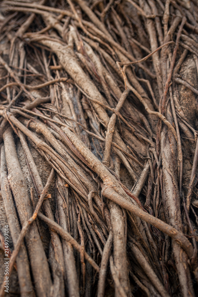 Fototapeta premium Healthy banyan tree roots with a natural, aged texture