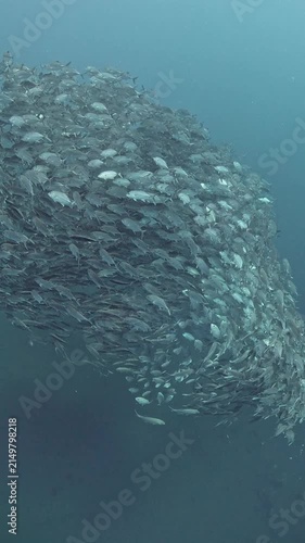 Bigeye trevally (Caranx sexfasciatus) forming a dramatic schooling tornado in open water near Tulamben, Bali. 4K UHD slow-motion underwater footage