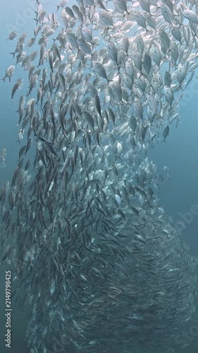 Bigeye trevally (Caranx sexfasciatus) forming a dramatic schooling tornado in open water near Tulamben, Bali. 4K UHD slow-motion underwater footage