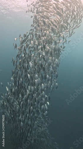 Bigeye trevally (Caranx sexfasciatus) forming a dramatic schooling tornado in open water near Tulamben, Bali. 4K UHD slow-motion underwater footage