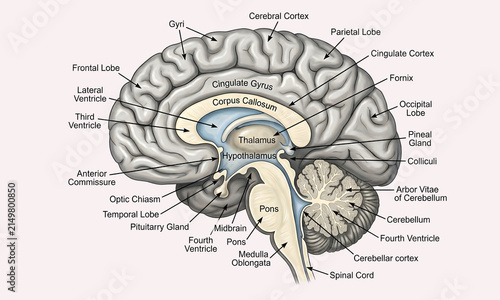 Konstfotografi Human brain sagittal section labeled anatomy diagram isolated on white backgroun