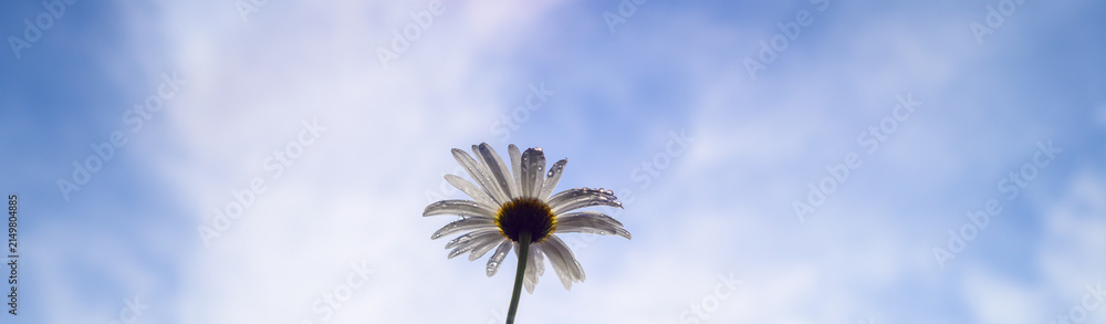 Obraz premium White daisy covered in fresh water droplets rises against a soft blue sky, low-angle shot with copy space
