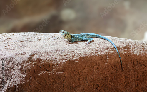 Obraz na plátně Collared lizard with striking blue coloration rests on a rough desert rock surfa