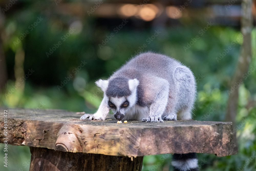 Naklejka premium A ring-tailed lemur lowers its head to forage on a rustic wooden platform, captured in a natural tropical habitat with soft green bokeh and gentle daylight emphasizing its curious behavior.