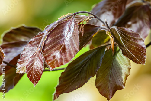 Cuadro en lienzo Close-up of deep red beech tree leaves with delicate veins and serrated edges in