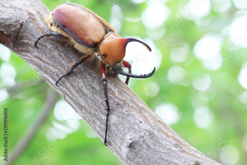 Obraz na plátne Eacus Rhinoceros Beetle (Golofa eacus) in Colombia, south America
