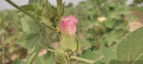 Close up of pink cotton flower bud blooming on plant stem natural lighting photo for agriculture raw cotton farming and floral botany concept