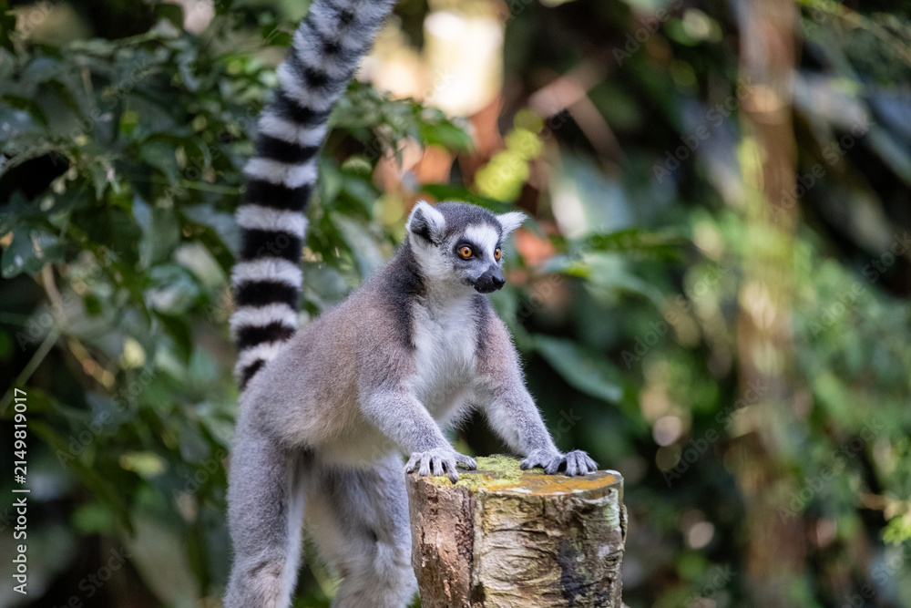 Naklejka premium A ring-tailed lemur stands alert with its front paws on a weathered tree stump, long striped tail raised high, surrounded by lush tropical foliage in soft natural light.