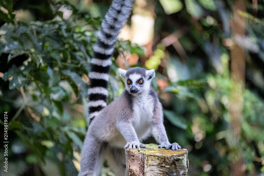 Naklejka premium A ring-tailed lemur stands alert with its front paws on a weathered tree stump, long striped tail raised high, surrounded by lush tropical foliage in soft natural light.