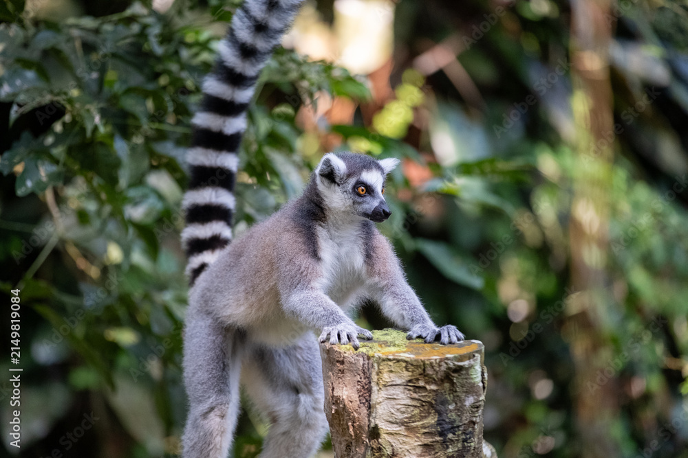 Naklejka premium A ring-tailed lemur stands alert with its front paws on a weathered tree stump, long striped tail raised high, surrounded by lush tropical foliage in soft natural light.