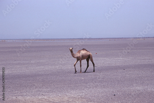 Canvas Print Solitary dromedary camel crossing a vast arid plain in East Africa