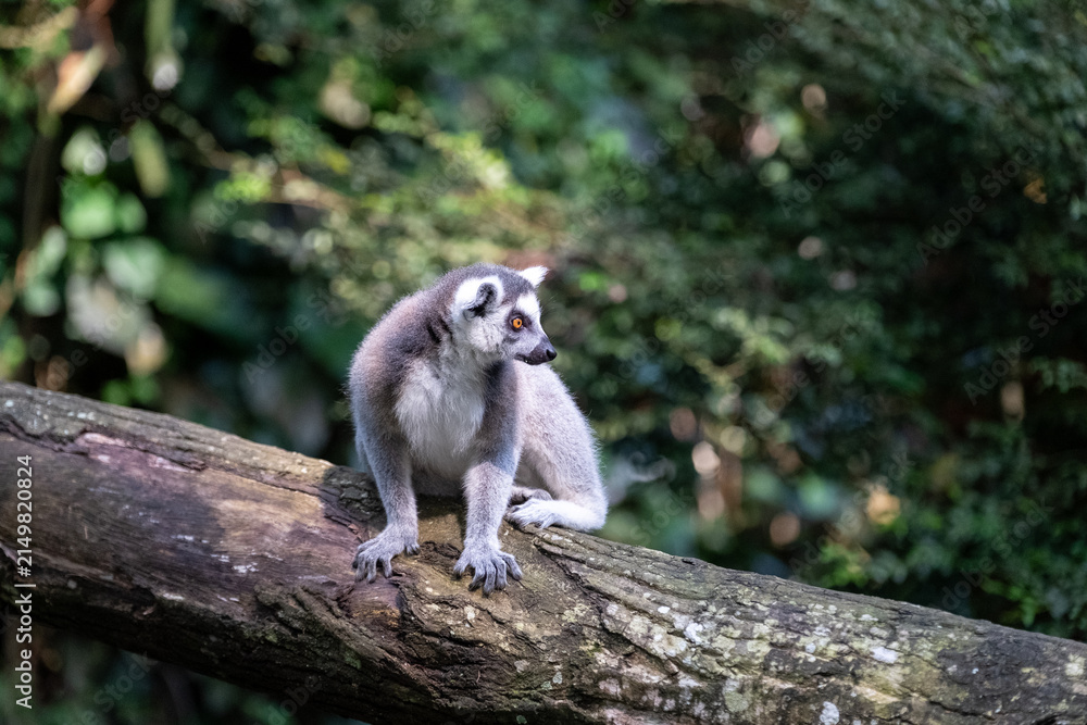 Naklejka premium A ring-tailed lemur rests on a fallen tree trunk in a lush tropical forest, gazing attentively to the side with bright amber eyes against a softly blurred green woodland backdrop.
