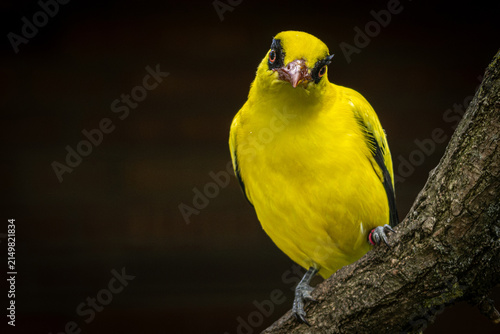 Black-naped Oriole beautiful bright yellow bird