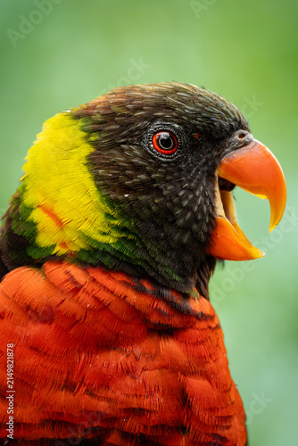 Rainbow lorikeet Trichoglossus moluccanus.