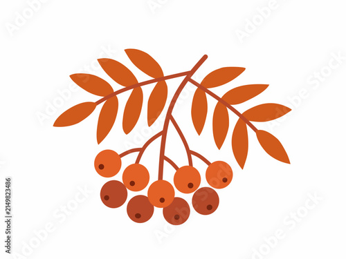 Orange-red rowan berry branch illustration isolated on white background, representing autumn foliage, woodland nature, seasonal plants, berries, and botanical decoration