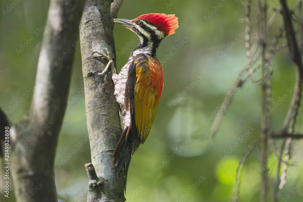 Obraz premium A Greater Flameback woodpecker (Chrysocolaptes guttacristatus) clinging to a tree trunk in Cat Tien National Park, Vietnam, featuring a vibrant red crest and golden-red wings.