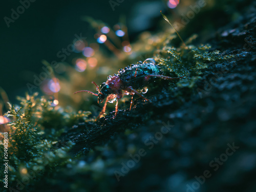 Ultra cinematic macro photograph of a beetle walking on moss-covered bark after rain, droplets clinging to its shell, dramatic side lighting, shallow focus, documentary wildlife photography style. 