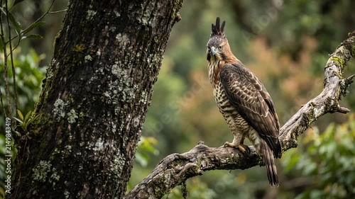 Majestic Crested Serpent Eagle Perched on a Mossy Tree Branch in a Lush Tropical Rainforest