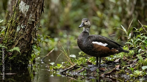 Wild White Winged Duck Standing on the Mossy Riverbank within a Lush Tropical Rainforest Habitat