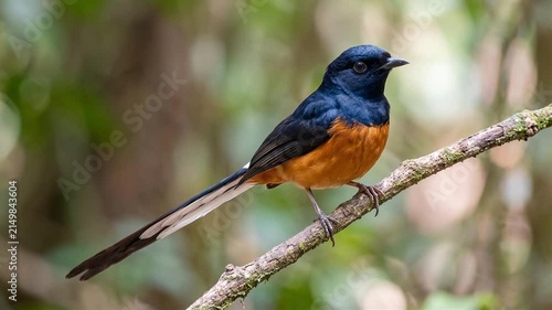 White-rumped Shama Perched on a Tree Branch in a Lush Natural Forest Habitat During Daytime