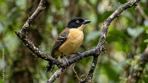 A Beautiful Black-Capped Tyrannulet Perched Gracefully Upon A Mossy Branch In The Wild Forest