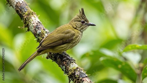 Striking Olive-Colored Mountain Bulbul Perched Gracefully on a Mossy Branch in Tropical Forest