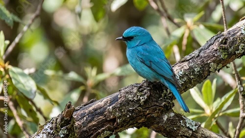 Vibrant Verditer Flycatcher Bird Perched Serenely on a Tree Branch in a Lush Natural Habitat