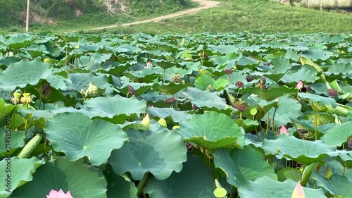 Lotus plants of indian lotus in a pond in monsoon. they grow so fast in pond in water. also known india's national flower