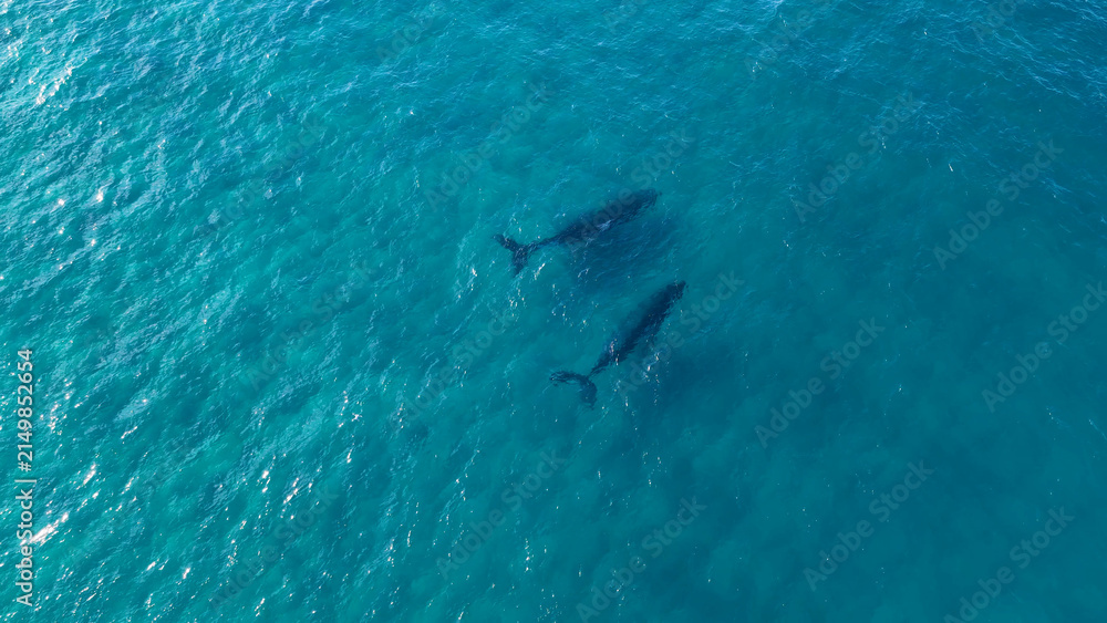 Fototapeta premium Aerial View of Two Humpback Whales Swimming in Turquoise Ocean Water