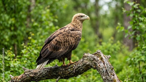 Majestic Golden Eagle Perched on an Ancient Tree Branch in a Lush Green Nordic Forest Setting
