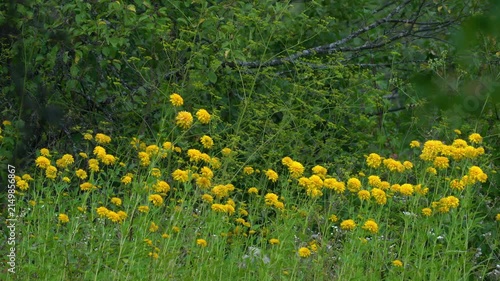Goldquelle in the wind (Rudbeckia Laciniata var. Hortensia) L.H.Bailey - (4K)
