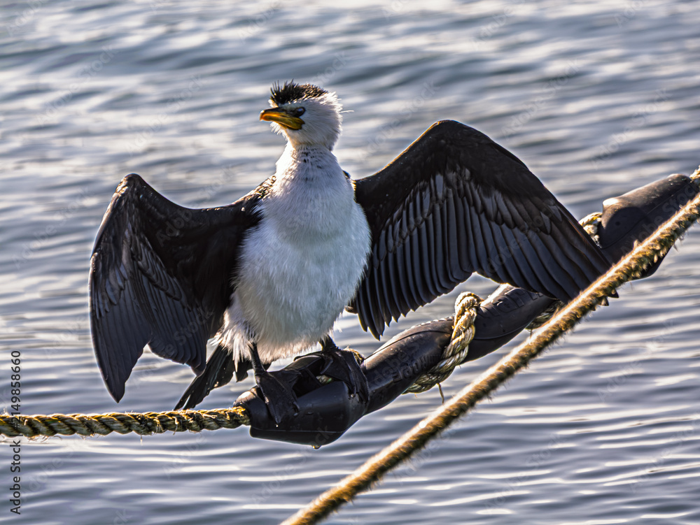 Obraz premium Head Right Pied Cormorant On Rope Wings Spread