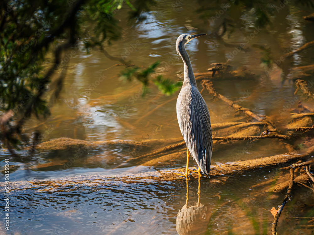 Obraz premium White Faced Grey Heron On Log In Swamp