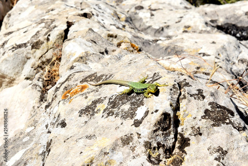 Mountain landscape. A lizard basks on a rock early in the morning.
