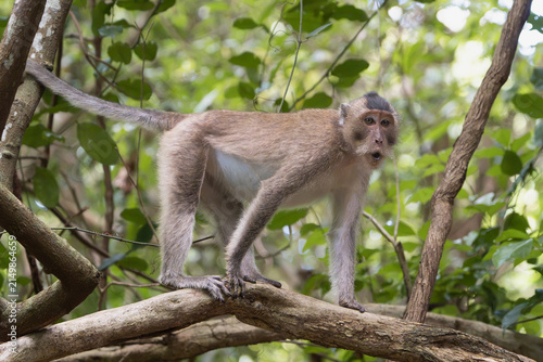 Con Dao long-tailed macaque (Macaca fascicularis condorensis), an endemic subspecies, stands on a tree branch in a lush forest, looking toward the camera with an open-mouthed expression.