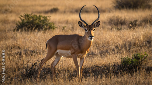 impala antelope in the savannah