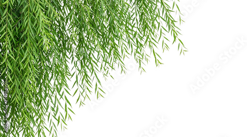 Weeping willow tree branches with green leaves isolated on transparent background