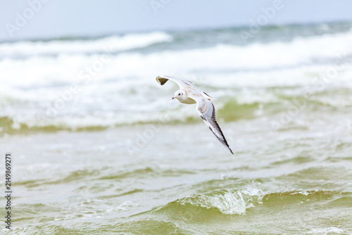 Seagull in the natural environment on the Baltic Sea.
