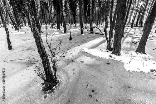Beautiful view of the terrible winter forest.