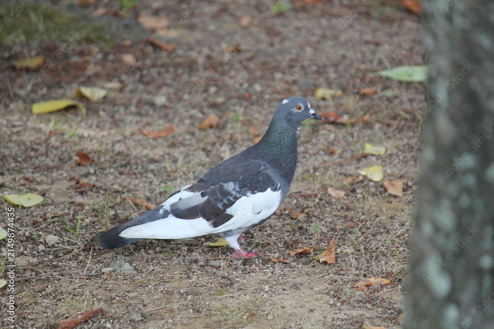 Obraz premium An image of a pigeon looking for food by the stream along a waterfront walking trail.
