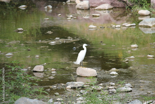 Принти на полотні An image of a white egret looking for food by the stream along a waterfront walking trail