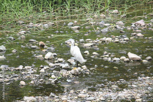 Fotografie An image of a white egret looking for food by the stream along a waterfront walking trail
