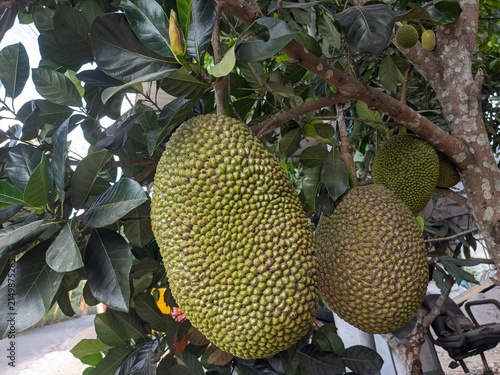 jack fruits on the tree