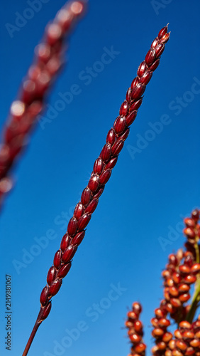 Ripe red sorghum grain stalk shining under bright sunlight against a clear blue sky and autumn foliage
