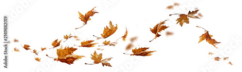 leaf leaves isolated autumn winter season background falling fall platanus tree wid air w