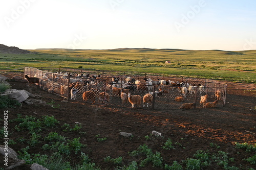 Herd of goats and sheep in the pen in Mongolian steppe
