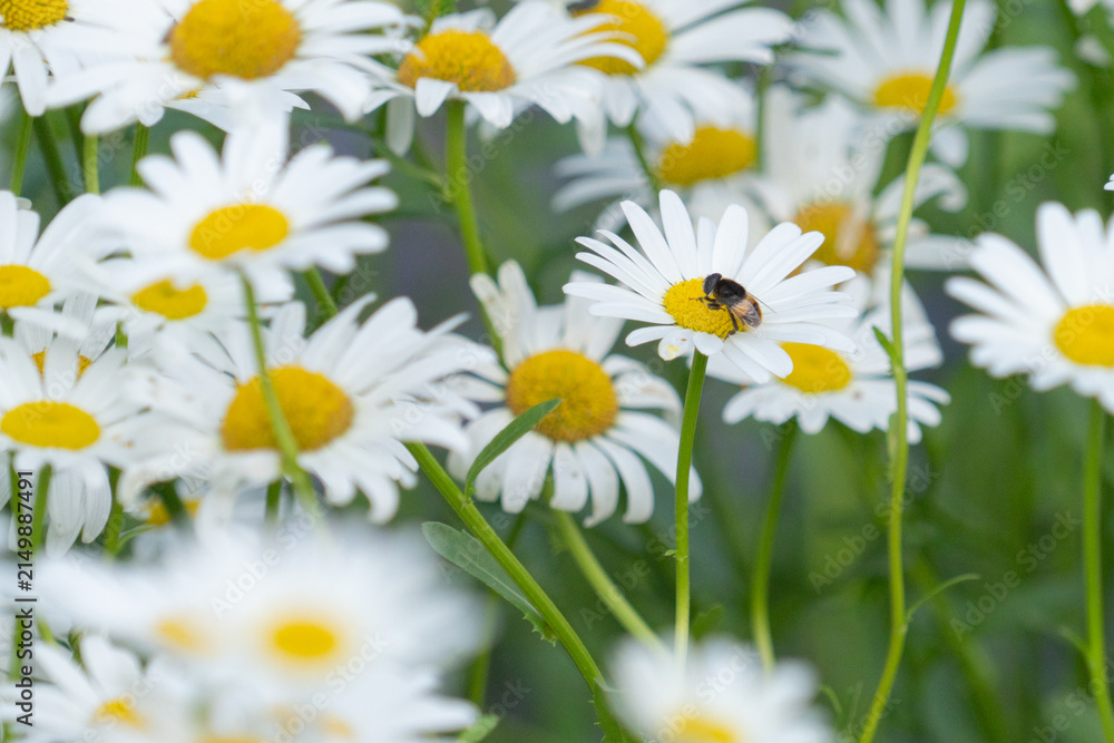 Obraz premium Hoverfly feeding on a white daisy among spring flowers