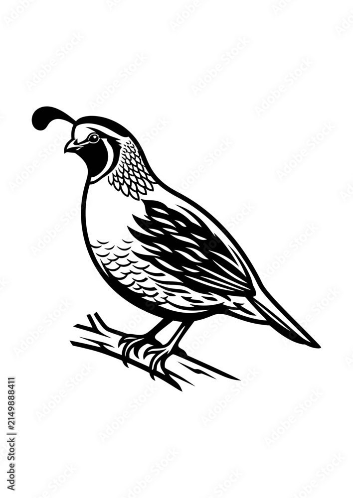 Fototapeta premium Gambels quail vector line art illustration of wild bird on white background